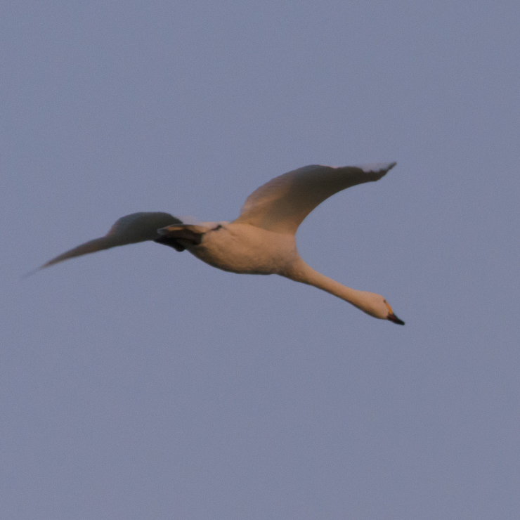 Tundra swan